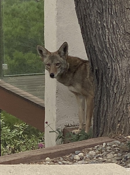 coyote lf.jpg